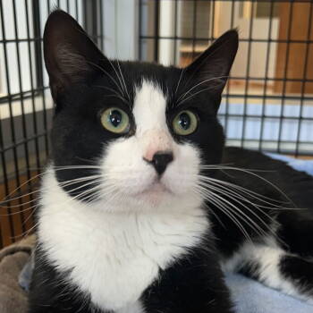 Rescue Domestic Short Hair Cats for Adoption in Burlingame, California - Craig | PetCurious