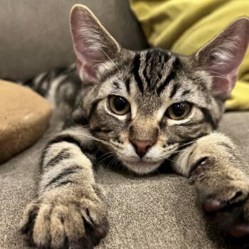 Rescue Domestic Short Hair Cats for Adoption in Wheeling, Illinois - Ron | PetCurious