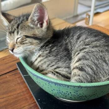 Domestic Short Hair Cats Available for Adoption in Dublin, California - Ring Pop | PetCurious