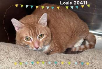 LOUIE -  Domestic Short Hair Cat for Adoption in Marietta, Georgia - LOUIE | PetCurious