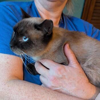 Rescue Siamese Cats for Adoption - Abner | PetCurious