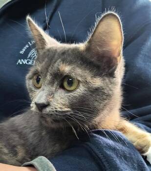 Rescue Domestic Short Hair Cats for Adoption in Canfield, Ohio - LILAC | PetCurious