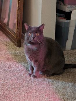 Rescue Russian Blue Cats for Adoption in Colorado Springs, Colorado - SMOKY | PetCurious