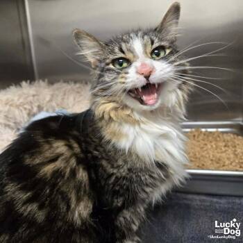 Domestic Medium Hair Cats Available for Adoption in Washington, District Of Columbia - Miss Cleo | PetCurious