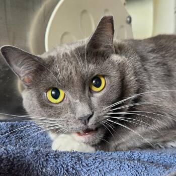 Pear -  Domestic Short Hair Cat for Adoption in Asheville, North Carolina - Pear | PetCurious