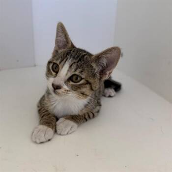 DIANA -  Domestic Short Hair Cat for Adoption in Ontario, California - DIANA | PetCurious