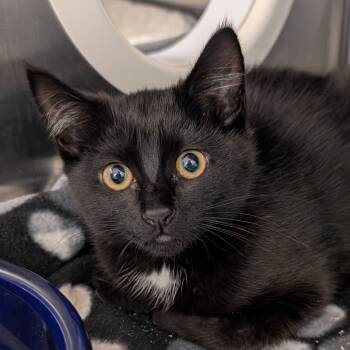 Rescue Domestic Short Hair Cats for Adoption in Spokane, Washington - Bitty | PetCurious