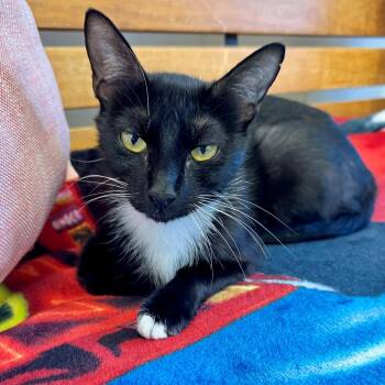 Luna -  Domestic Short Hair Cat for Adoption in Long Beach, California - Luna | PetCurious