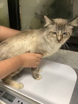 Rescue Siamese and Domestic Short Hair Cats for Adoption in Fort Worth, Texas - 59745668 | PetCurious