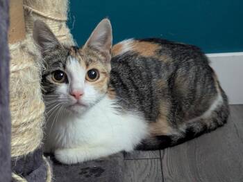 Rescue Domestic Short Hair Cats for Adoption in Avon, New York - Tiger Lilly | PetCurious
