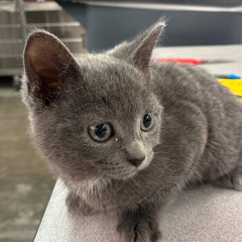 Crab Cake -  Domestic Short Hair Cat for Adoption in Manhattan, Kansas - Crab Cake | PetCurious