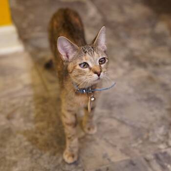 Rescue Domestic Short Hair Cats for Adoption - Pip | PetCurious