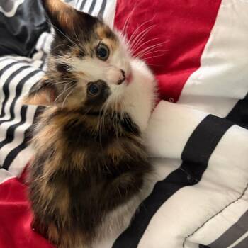 Pearl -  Domestic Short Hair Cat for Adoption in Newark, New Jersey - Pearl | PetCurious