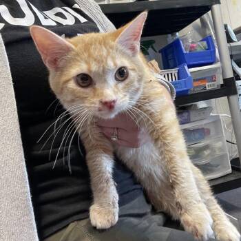 Domestic Medium Hair Cats Available for Adoption in Edwardsville, Illinois - Miso | PetCurious
