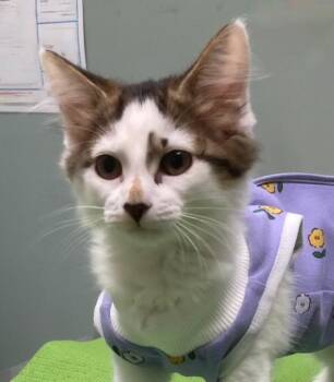 Starry26 -  Domestic Medium Hair Cat for Adoption in Youngsville, North Carolina - Starry26 | PetCurious