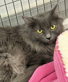 Zahara -  Domestic Long Hair Cat for Adoption in Medfield, Massachusetts - Zahara | PetCurious