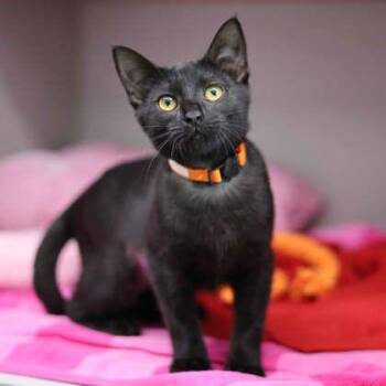 Cornbread -  Domestic Short Hair Cat for Adoption in Atlanta, Georgia - Cornbread | PetCurious