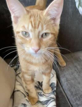 Frito -  Domestic Short Hair Cat for Adoption in Raymond, Washington - Frito | PetCurious