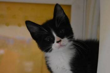 lil Black snake -  Domestic Short Hair Cat for Adoption in Kansas City, Missouri - Lil Black Snake | PetCurious