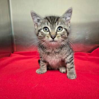 Ronald Reagan -  Domestic Short Hair Cat for Adoption in Newport, Tennessee - Ronald Reagan | PetCurious