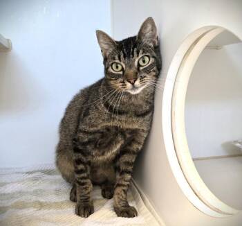 Rescue Domestic Short Hair Cats for Adoption in Texas City, Texas - IRISH CREAM | PetCurious