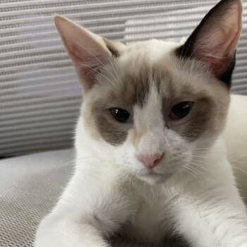 Rescue Siamese and Snowshoe Cats for Adoption in Agoura Hills, California - Yoshi | PetCurious