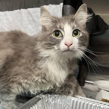 Domestic Long Hair Cats Available for Adoption in Pauls Valley, Oklahoma - Smuthy | PetCurious