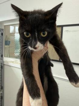 Squeak -  Domestic Short Hair Cat for Adoption in Brookings, Oregon - Squeak | PetCurious