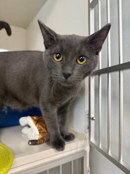 Morrow -  Domestic Short Hair Cat for Adoption in Corpus Christi, Texas - Morrow | PetCurious