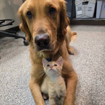 PB Cup -  Domestic Short Hair Cat for Adoption in Columbia, Missouri - PB Cup | PetCurious