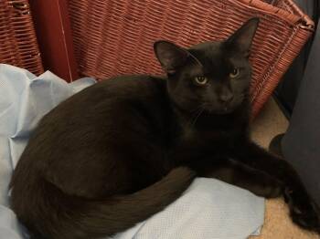 Ella -  Domestic Short Hair Cat for Adoption in Denver, Colorado - Ella | PetCurious