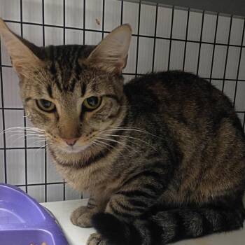 Mikey -  Domestic Short Hair Cat for Adoption in Columbiana, Alabama - Mikey | PetCurious