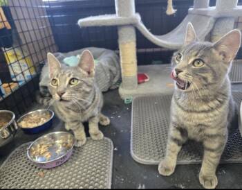 Milo & Nala -Pet Valu Port Credit -  Domestic Short Hair Cat for Adoption in Mississauga, Ontario - Milo & Nala -Pet Valu Port Credit | PetCurious