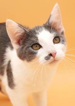 Peanut is DEFINITELY purrfect - therapy kitten - VIDEO - OLD ENO -  Turkish Van and Russian Blue Cat for Adoption in Bedford Hills, New York - Peanut Is DEFINITELY Purrfect - Therapy Kitten - VIDEO - OLD ENO | PetCurious