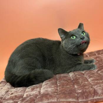 Ivy -  Chartreux and Russian Blue Cat for Adoption in San Antonio, Texas - Ivy | PetCurious