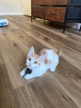 Rescue Oriental Short Hair and Domestic Long Hair Cats for Adoption in Austin, Texas - Ginger | PetCurious