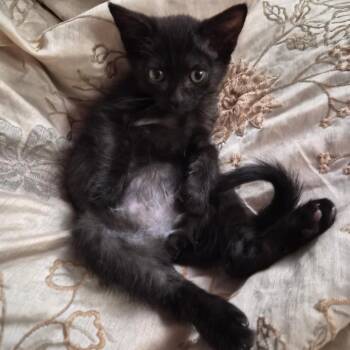 Twig -  Domestic Short Hair Cat for Adoption in Manhattan, Kansas - Twig | PetCurious
