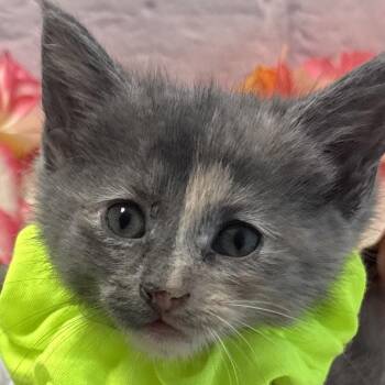 Bitty -  Domestic Short Hair Cat for Adoption in Harrisonburg, Virginia - Bitty | PetCurious