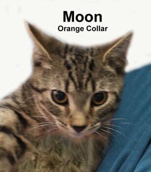 Moon Dri. (sweet brother to Lola, Luna, Nala, & Simba) -  Domestic Short Hair and Tabby Cat for Adoption in Stowe, Pennsylvania - Moon Dri. (sweet Brother To Lola, Luna, Nala, & Simba) | PetCurious