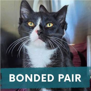Cher -  Domestic Short Hair Cat for Adoption in Asheville, North Carolina - Cher | PetCurious