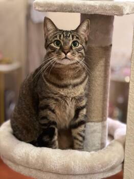 Domestic Short Hair Cats Available for Adoption - Bean (Courtesy Post) | PetCurious