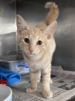 Tyler -  Domestic Short Hair Cat for Adoption in Houston, Texas - Tyler | PetCurious