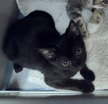 PBJ -  Domestic Short Hair Cat for Adoption in Liverpool, New York - PBJ | PetCurious