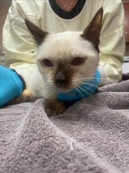 Rescue Siamese Cats for Adoption in Rancho Cucamonga, California - BELL2 | PetCurious