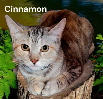 Rescue Tabby Cats for Adoption in Weems, Virginia - Cinnamon | PetCurious