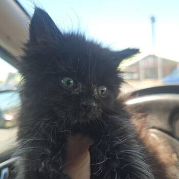 Jacob -  Domestic Short Hair Cat for Adoption - Jacob | PetCurious