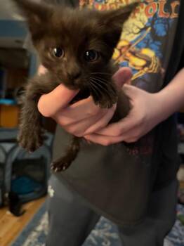 Ophelia -  Domestic Short Hair Cat for Adoption in Pomona, New York - Ophelia | PetCurious