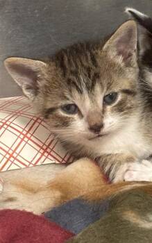 A2478186 -  Domestic Short Hair Cat for Adoption in Fort Lauderdale, Florida - A2478186 | PetCurious