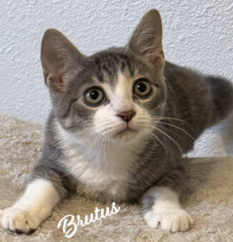 Rescue Tabby and Domestic Short Hair Cats for Adoption in Houston, Texas - Brutus #brother-of-Claire | PetCurious