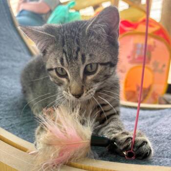 Nitro -  Domestic Short Hair Cat for Adoption in Taos, New Mexico - Nitro | PetCurious